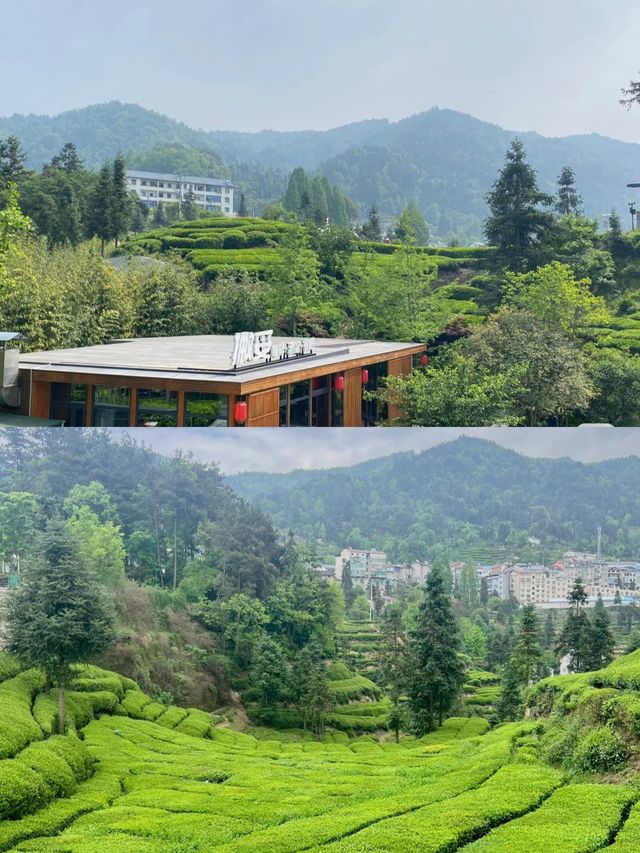 三峽茶旅小鎮：山水與茶香的邂逅