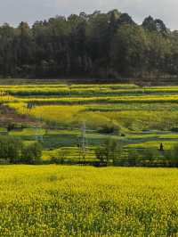 被《中國國家地理》稱為「地球上最壯觀的油菜花海」