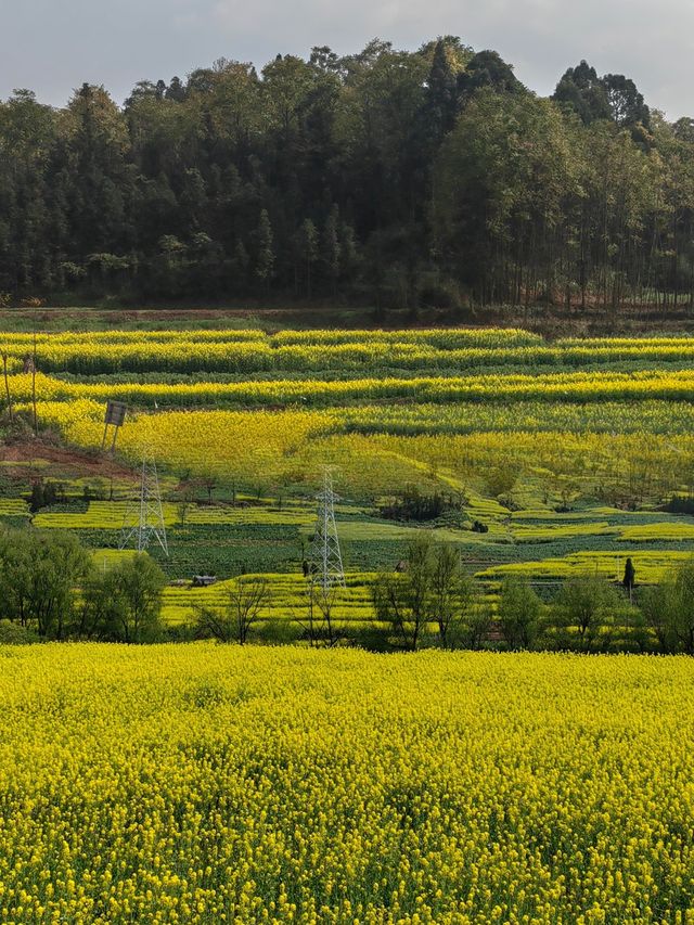 被《中國國家地理》稱為「地球上最壯觀的油菜花海」