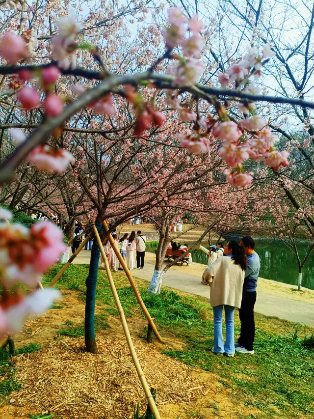 Cherry Blossom Season in Nanjing: Romance Blooms at Jiming Temple! 