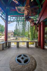 泰山腳下廣生泉公園木香花盛開