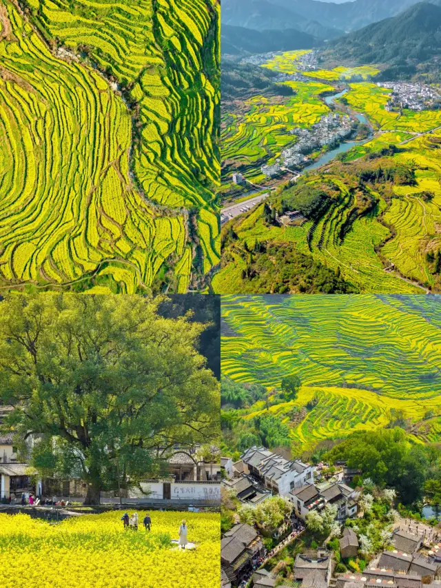 Wuyuan Rapeseed Flower Viewing | A Golden Feast in China's Most Beautiful Countryside