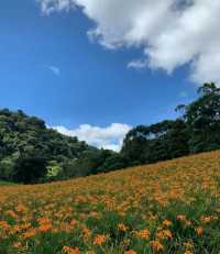 赤科山金針花季：花海美景與人文景點的完美結合 🌼
