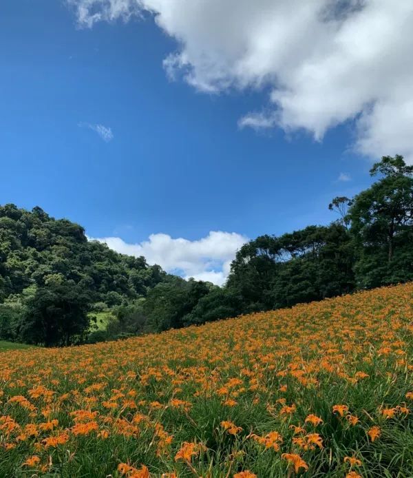 赤科山金針花季：花海美景與人文景點的完美結合 🌼