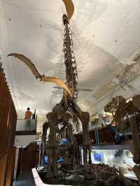 Roar-some Dinosaur Exhibits At The Natural History Museum Of Taiwan 