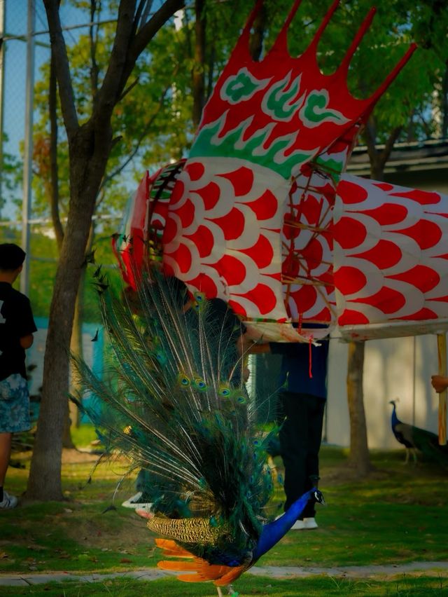 當端午遇上六一，帶小朋友嚟黃山，可以咁玩！