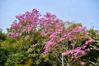 西雙版納熱帶植物園：熱帶植物王國