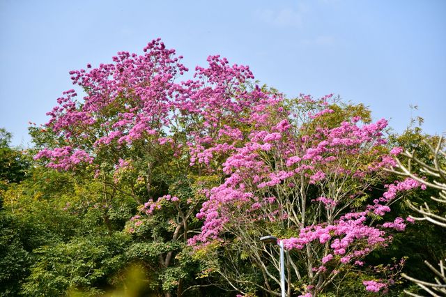 西雙版納熱帶植物園：熱帶植物王國