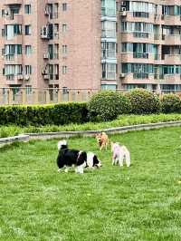 Secret Garden in Taikoo Hui Mall - A Pet Haven