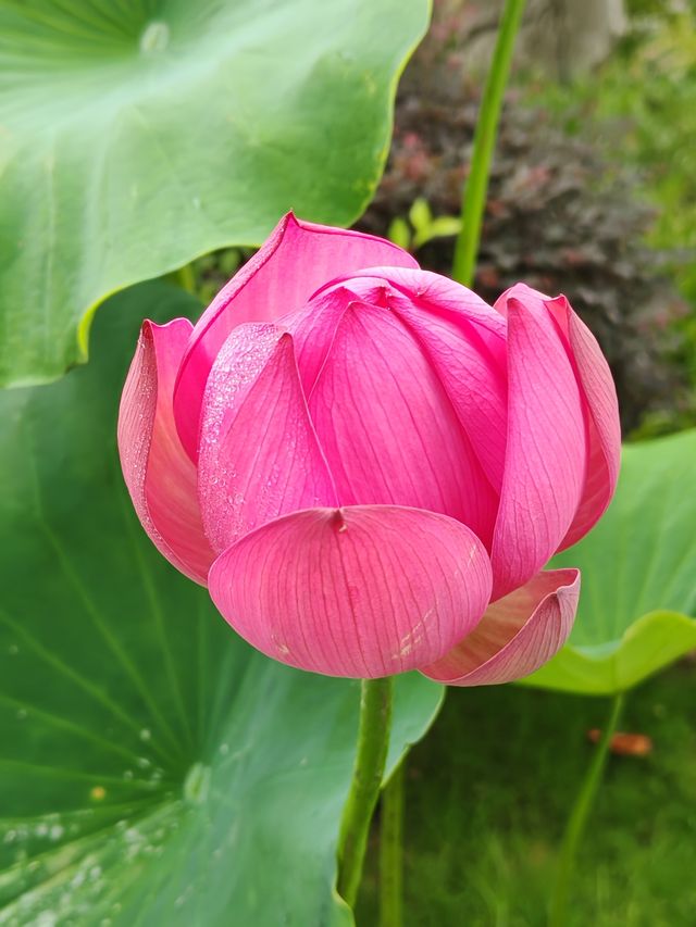 南京2日遊（金陵雙日·六朝煙水）