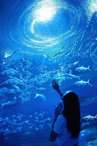 Escape the scorching heat of Wuhan and be deeply healed by the romance of the aquarium 🫧