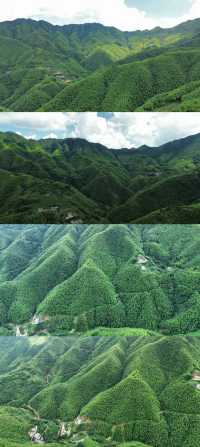 信宜馬安竹海沉浸式旅記
