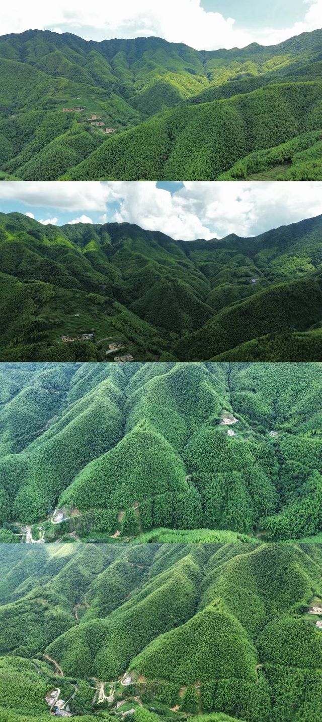 信宜馬安竹海沉浸式旅記