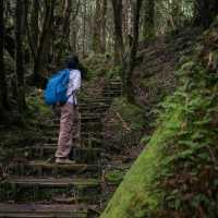 เดินเล่นป่าโบราณไต้หวัน Taipingshan
