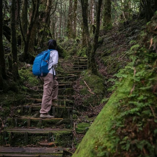 เดินเล่นป่าโบราณไต้หวัน Taipingshan