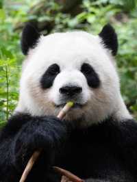 嚟成都唔睇大熊貓=白嚟！保姆級熊貓攻略！
