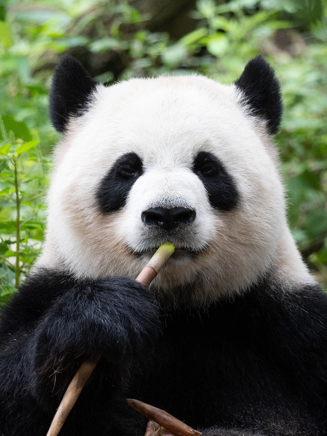 嚟成都唔睇大熊貓=白嚟！保姆級熊貓攻略！