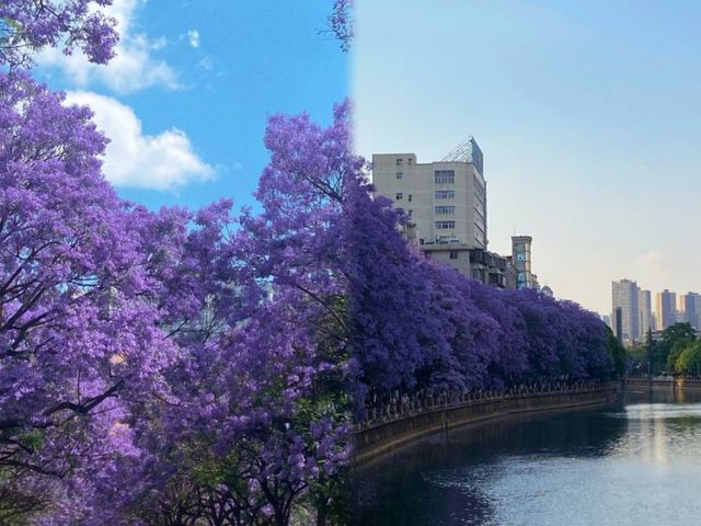 藍花楹瀑布下流淌！昆明盤龍江的紫色浪漫暴擊