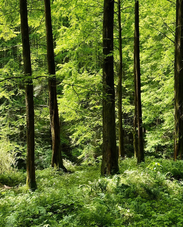 成都1.5小時直達！藏喺深山嘅綠野仙蹤秘境