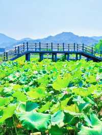 一池粉黛醉人間，通天寨荷影拍攝全攻略