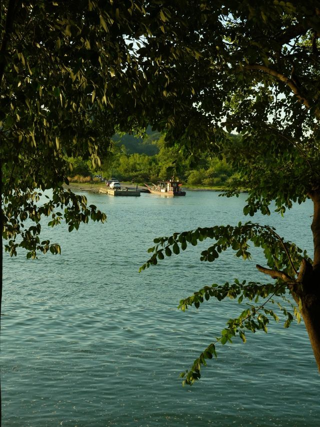 夏日避暑綠光森林