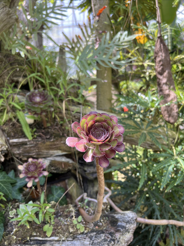 箱根秘境法式花園