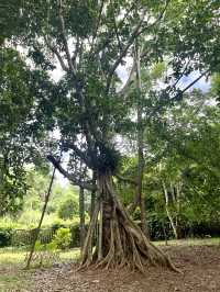 西雙版納day3曼聽公園+中科院植物園