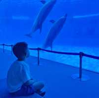 打卡日本水族館1:名古屋港水族館