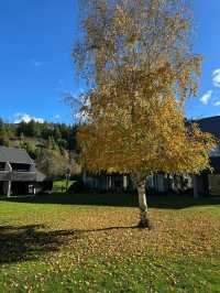 瓦納卡湖畔野奢酒店!Edgewater美到窒息!