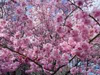 🌸 武陵農場櫻花季｜一場春天限定的粉紅盛宴