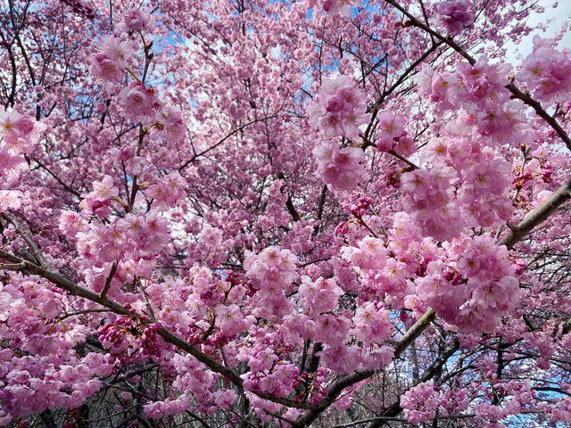 🌸 武陵農場櫻花季｜一場春天限定的粉紅盛宴