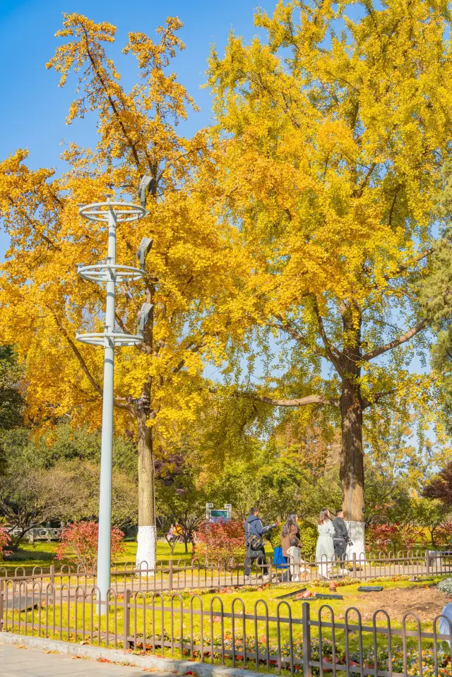南京玄武湖的秋天，讓我愛上了這座城市。