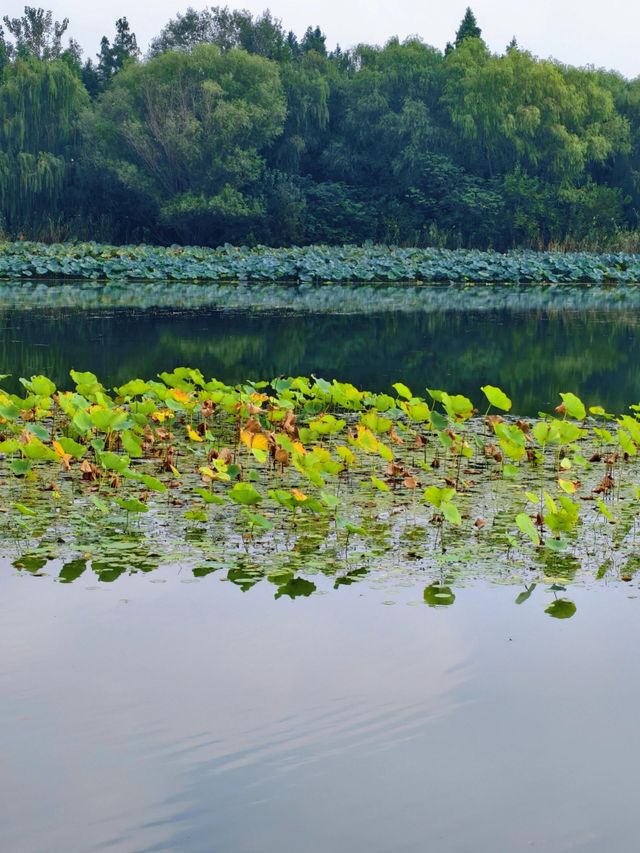泰州溱湖濕地公園,真實體驗及攻略解析 泰州溱湖濕地公園,真實體驗及攻略解析