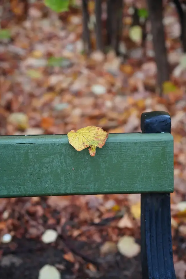 Осенние краски Воробьёвых гор в Москве просто великолепны