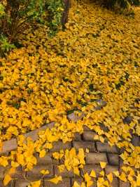 叢台公園の秋日封神操作！3分鐘吃透限定浪漫