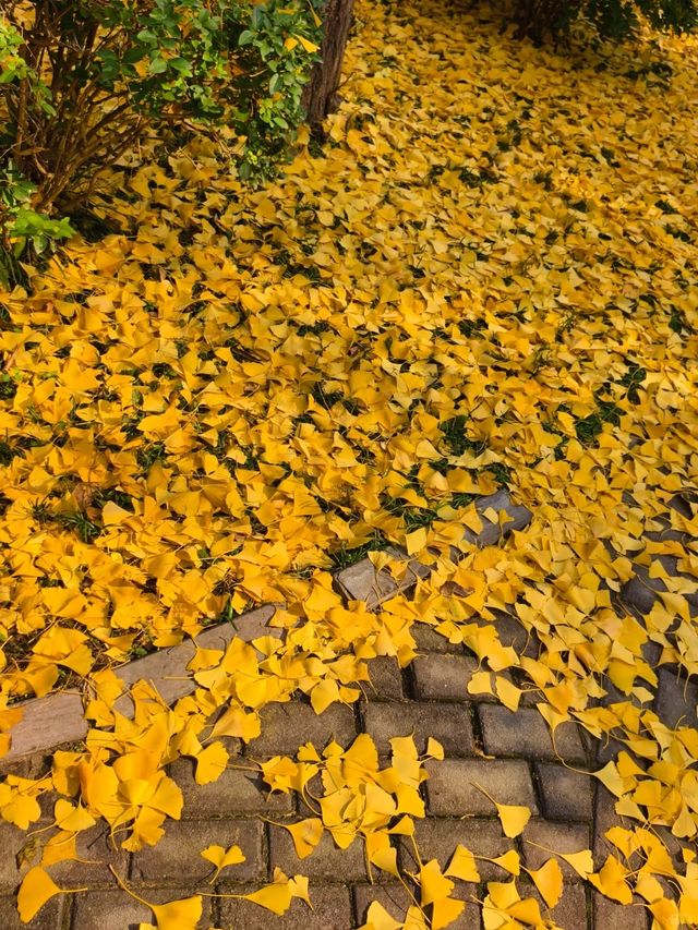 叢台公園の秋日封神操作！3分鐘吃透限定浪漫