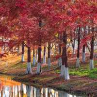 🍂 시안 가을의 숨은 보석, 짐바국립습지공원
