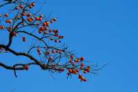 湖北羅田甜柿秘境500年古柿樹王等你來打卡！