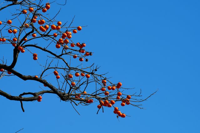 湖北羅田甜柿秘境500年古柿樹王等你來打卡！