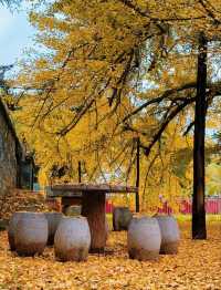 賞銀杏來這裡就對啦