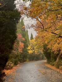 濟南賞秋全攻略,解鎖秋日限定浪漫