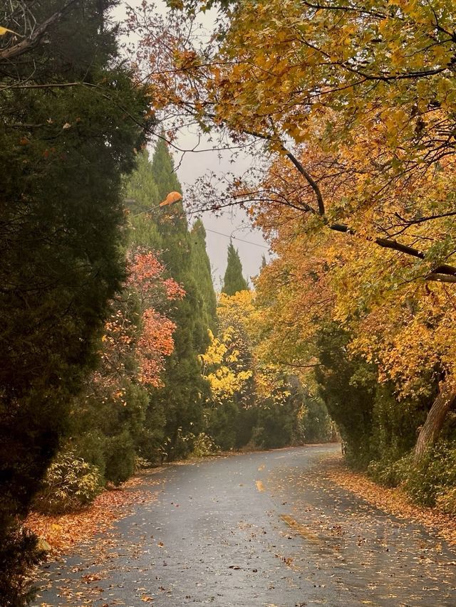 濟南賞秋全攻略,解鎖秋日限定浪漫 濟南賞秋全攻略,解鎖秋日限定浪漫