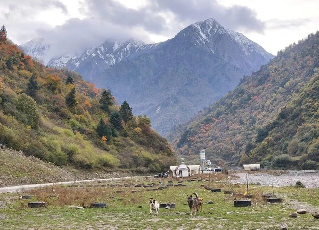 平武沙棘溝彩林形成了,付攻略! 平武沙棘溝彩林形成了,付攻略!