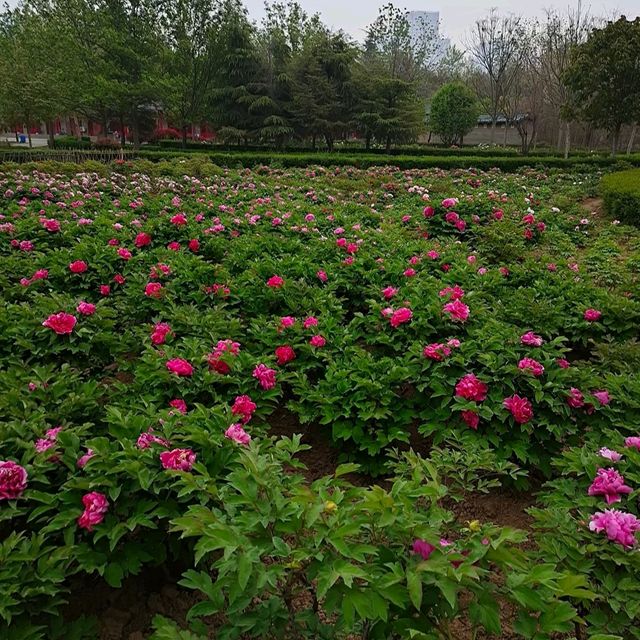 山東荷澤歡迎您