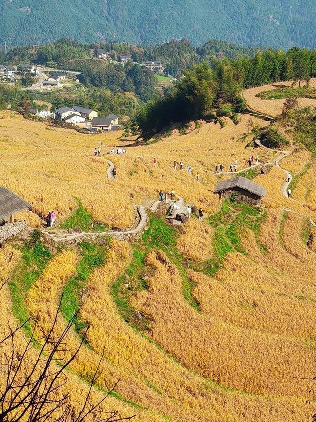 雲和梯田 雲和梯田