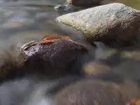 2025年11月16日廣元唐家河