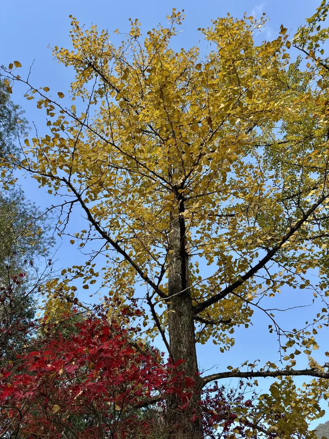 明月山+羊獅慕一日遊時間線 明月山+羊獅慕一日遊時間線