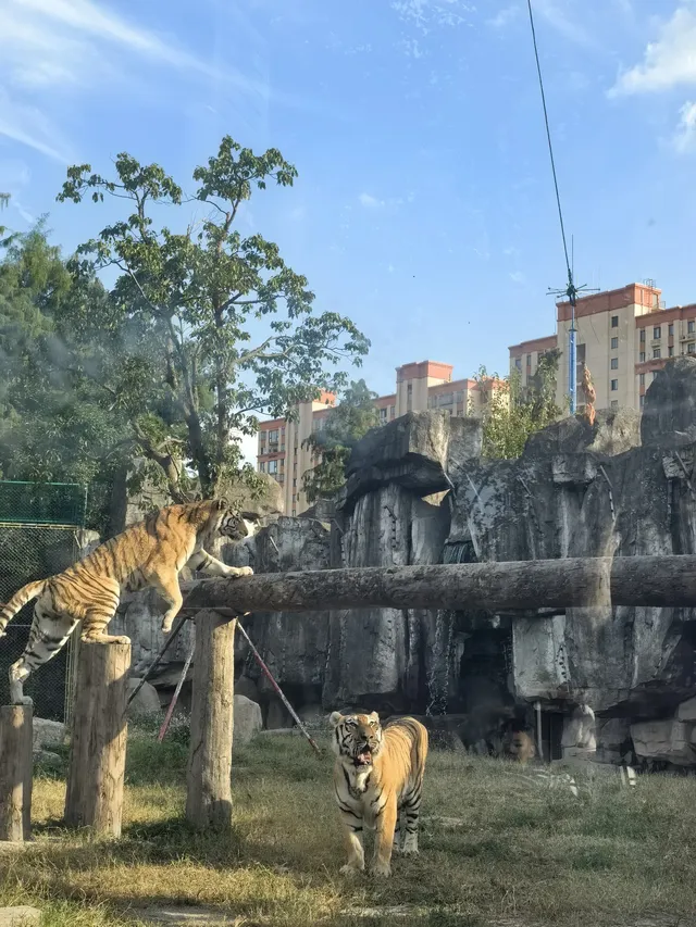 謝謝上野送的生日禮物~今天的快樂是免費哒 謝謝上野送的生日禮物~今天的快樂是免費哒
