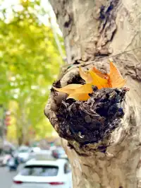 漢台街的，秋意梧桐眼