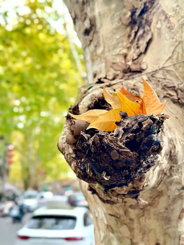 漢台街的，秋意梧桐眼